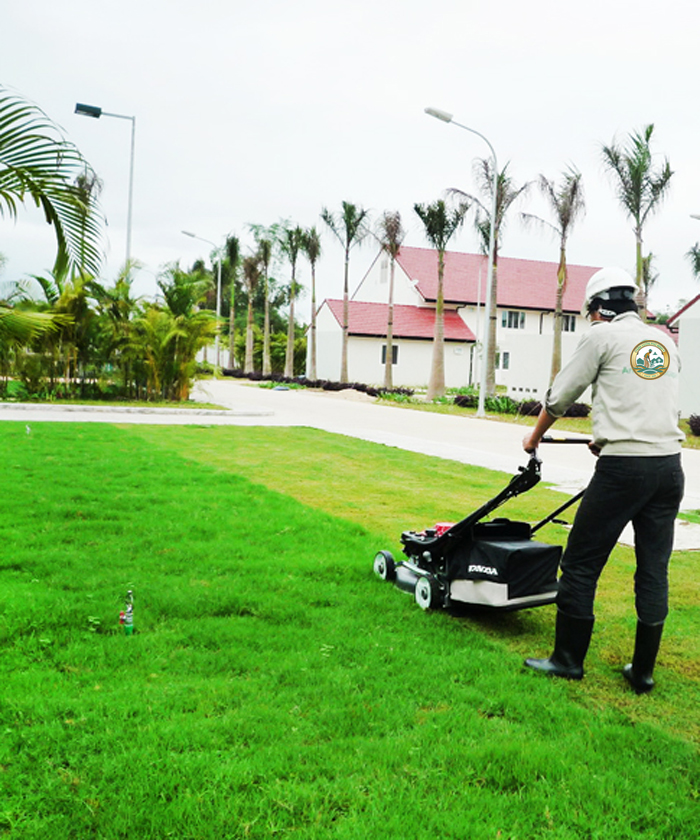 Dich vu cat co san vuon