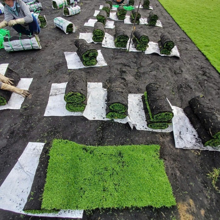 Dịch vụ trồng cỏ sân vườn chuyên nghiệp