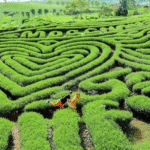 toàn cảnh mọc châu